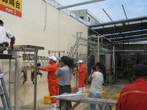 【家禽屠宰設備大型家禽脫毛機自動宰殺生產線】-